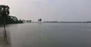 জলাবদ্ধতায় ভবদহে সাত হাজার হেক্টরে বোরো আবাদ ব্যর্থ