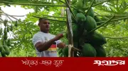 ইউটিউব দেখে সমন্বিত চাষে সফল সুমন, বার্ষিক আয় ১৫ লাখ টাকা