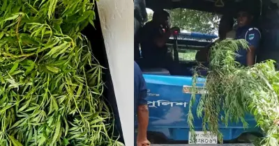 পানের বরজের আড়ালে ১২ কেজির গাঁজা গাছ উদ্ধার, গ্রেপ্তার ১