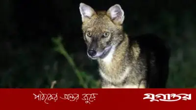 গাজীপুরের শ্রীপুরে শিয়ালের কামড়ে আহত ১৪, এলাকায় আতঙ্ক