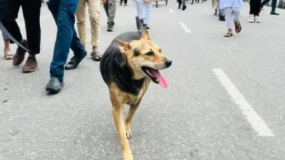 আভ্রা: টিএসসির চারপেয়ে হৃদয়