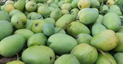 রপ্তানি নীতি ও লজিস্টিক জটিলতায় আম রপ্তানিতে বাংলাদেশের চ্যালেঞ্জ