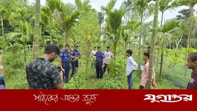 সুপারি বাগানের আড়ালে গাঁজা চাষ, কুড়িগ্রামে পুলিশের অভিযানে ৪ গাছ জব্দ
