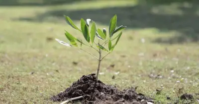 খুলনা অঞ্চলে ৯৩ হাজার ৯৪৫টি চারা বিতরণ করেছে কৃষি সম্প্রসারণ অধিদপ্তর