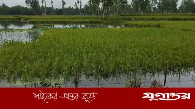 ডেপুটি স্পিকারের হস্তক্ষেপে বদলি কৃষি কর্মকর্তা, স্ত্রী-স্বজনকে প্রণোদনা তালিকায়