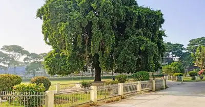 ঢাকা বিশ্ববিদ্যালয় ক্যাম্পাস থেকে ২,২০০-এর বেশি ঝুঁকিপূর্ণ গাছ অপসারণের পরিকল্পনা
