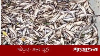 পটিয়ায় দুর্বৃত্তের বিষে সাড়ে ৪ লাখ টাকার পোনা মাছ নিধন