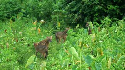 বরিশালে সাত শিয়াল হত্যায় মামলার প্রস্তুতি বন বিভাগের