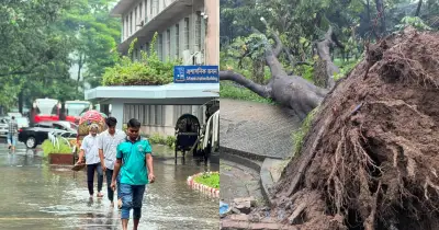 টানা বৃষ্টিতে ঢাবি ক্যাম্পাসে ভয়াবহ জলাবদ্ধতা, শতবর্ষী কৃষ্ণচূড়া গাছ উপড়ে পড়েছে