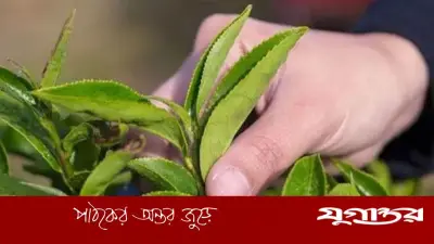 রাতে গাছ কাটা বা পাতা ছেঁড়া কি ইসলামে নিষিদ্ধ? জেনে নিন সঠিক বিধান