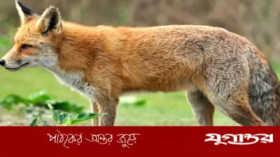 বরিশালে শিয়াল হত্যা করে ফেসবুকে মাংস বিক্রির বিজ্ঞাপন, তীব্র ক্ষোভ