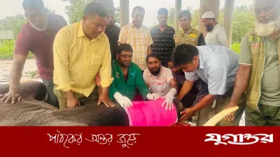 গাজীপুর সাফারি পার্কে ‘জয়িতা’র আক্রমণে ভাঙল ‘রাজু বাহাদুরের’ পা