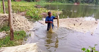 বগুড়ার সারিয়াকান্দিতে পাট চাষে রেকর্ড সম্প্রসারণ, কৃষকের মুখে হাসি
