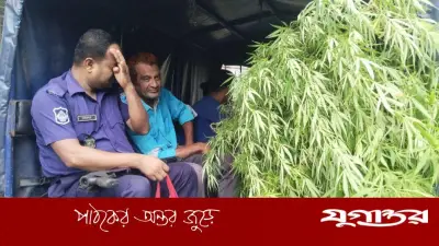 মানিকগঞ্জে বাড়ির পাশে গাঁজা চাষ, আইনজীবী আটক
