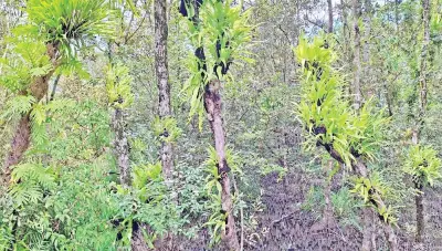 সুন্দরবনে নতুন পরিবেশগত হুমকি: সুন্দরী গাছের ৩০% আক্রান্ত পরজীবী উদ্ভিদে