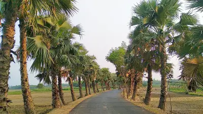 তালগাছ রোপণে জোর দিন, পরিবেশ ও ঐতিহ্য বাঁচান
