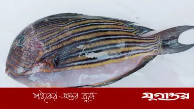 পটুয়াখালীর কুয়াকাটায় গভীর সাগরে ধরা পড়ল বিরল প্রজাতির ‘সুন্দরী মাছ’
