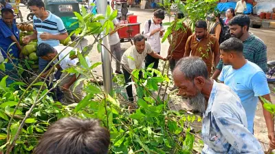 সিলেটে বৃক্ষ উৎসব ২০২৬: বিনামূল্যে ২ হাজার ১০টি চারা বিতরণ