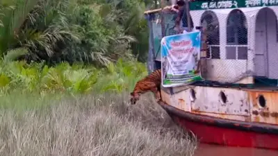 সুন্দরবনে ফিরলো চিকিৎসা শেষে সেই বাঘিনী