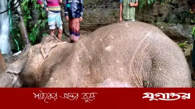 টেকনাফে খাবারের সন্ধানে পাহাড় থেকে পড়ে গুরুতর আহত বন্যহাতি