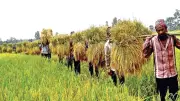উত্তরাঞ্চলে কৃষি উন্নয়নে ৩ হাজার কোটি টাকার তহবিল গঠন ৩০ বছরেও বাস্তবায়ন হয়নি