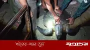 কয়রায় ৩০ কেজি ওজনের সামুদ্রিক কচ্ছপ উদ্ধার, সুন্দরবনে অবমুক্ত