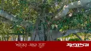 বিহারে ৭০০ বছর বয়সি বটগাছের সন্ধান, রেডিওকার্বন পরীক্ষায় নিশ্চিত