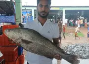 পটুয়াখালীতে জেলের জালে ৮ কেজির কালো পোয়া মাছ, বিক্রি ৫০ হাজার টাকায়