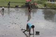 একঝলকে বাংলাদেশের গ্রামীণ জীবন ও প্রকৃতির নানা রূপ