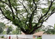 সৈয়দপুরে শতবর্ষী ৩৩ গাছ কাটার নিলাম স্থগিত, কারণ জানায়নি রেলওয়ে