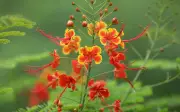 বাংলাদেশের নতুন সৌরবিদ্যুৎ প্রকল্প চালু