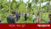 সুপারি বাগানের আড়ালে গাঁজা চাষ, কুড়িগ্রামে পুলিশের অভিযানে ৪ গাছ জব্দ