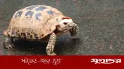 খাগড়াছড়িতে মহাবিপন্ন পাহাড়ি হলুদ কচ্ছপ উদ্ধার, বিক্রি আটক