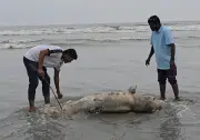 কুয়াকাটা সৈকতে মৃত ইরাবতী ডলফিন ভেসে এলো