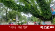 সৈয়দপুরে রেলওয়ের ৩৩টি শতবর্ষী ঝুঁকিপূর্ণ গাছ কাটার সিদ্ধান্ত