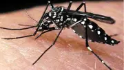 ডেঙ্গুতে ২৪ ঘণ্টায় আরও একজনের মৃত্যু, হাসপাতালে ৩৫০ জন