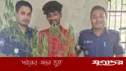 পিরোজপুরে গাঁজা গাছসহ মাদক ব্যবসায়ী গ্রেফতার