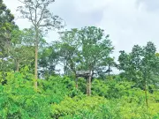 খুটাখালী বনে মাচাং থেকে হাতি হত্যা: ভিলেজার প্রথা ও অস্ত্রের ভূমিকা