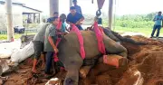 নারায়ণগঞ্জ থেকে উদ্ধার হাতি রাজু বাহাদুর অন্য হাতির আক্রমণে আহত, চিকিৎসাধীন