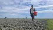 সন্দ্বীপের সবুজচরে বাইন পদ্ধতিতে ধান চাষে ব্যস্ত কৃষক