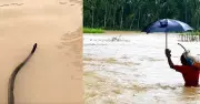 চট্টগ্রামে বন্যায় সাপের কামড়ে হাসপাতালে ৮৫ জন, আতঙ্ক বাড়ছে