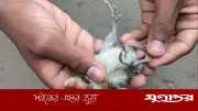 টাঙ্গাইলের গোপালপুরে চার পা-ওয়ালা মুরগির ছানা, দেখতে ভিড়