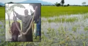 শরণখোলায় ধানক্ষেত থেকে বিশাল অজগর উদ্ধার, সুন্দরবনে অবমুক্ত