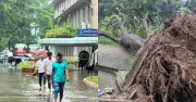 টানা বৃষ্টিতে ঢাবি ক্যাম্পাসে ভয়াবহ জলাবদ্ধতা, শতবর্ষী কৃষ্ণচূড়া গাছ উপড়ে পড়েছে