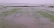 টানা বৃষ্টিতে পটুয়াখালীর বাউফলে জনজীবন বিপর্যস্ত, প্লাবিত বীজতলা ও মাছের ঘের