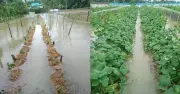 ভোলায় টানা বর্ষণে প্লাবিত হাজার হাজার মানুষ, বিস্তীর্ণ এলাকা পানিবন্দী