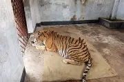সুন্দরবনে হরিণশিকারির ফাঁদে আহত বাঘিনীকে ১২ জুলাই বনে ফেরানোর প্রস্তুতি