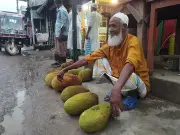 গাজীপুরে কাঁঠালের দাম ৭.৫ টাকা: কৃষকের গলার কাঁটা