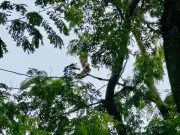 মৌলভীবাজারে সুতায় আটকে থাকা চিল উদ্ধার, তিন দিন পর মুক্ত