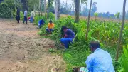 কুড়িগ্রাম বন্ধুসভার উদ্যোগে ১০০ তালগাছের চারা রোপণ ও বিতরণ